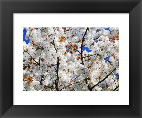 Framed White Cherry Blossom tree Print