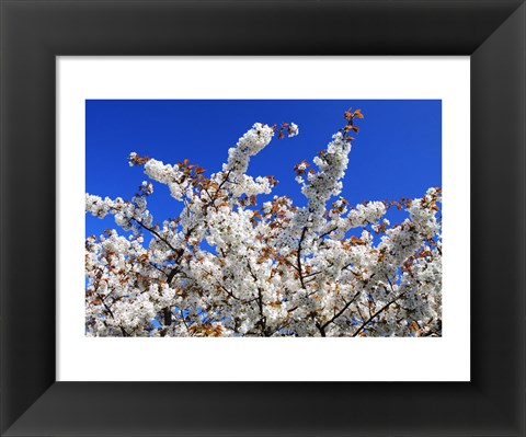 Framed White Cherry Blossom Bloom Print