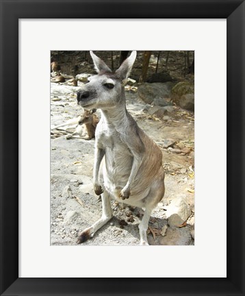 Framed Kangaroo at the Zoo Print