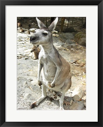 Framed Kangaroo at the Zoo Print