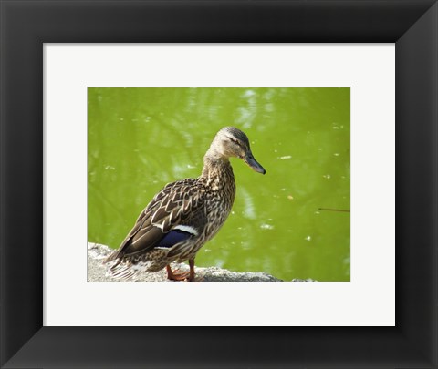 Framed Duck Print