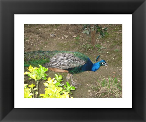 Framed Peacock Print