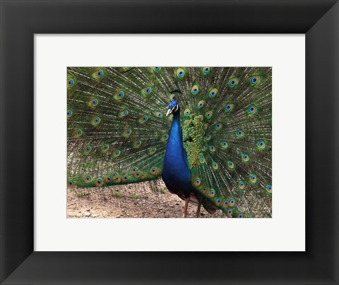 Framed Peacock Showing off Its Feathers Print