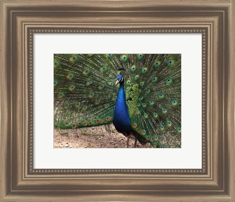 Framed Peacock Showing off Its Feathers Print