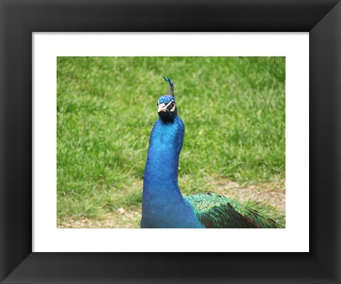 Framed Peacock Closeup of Head Print