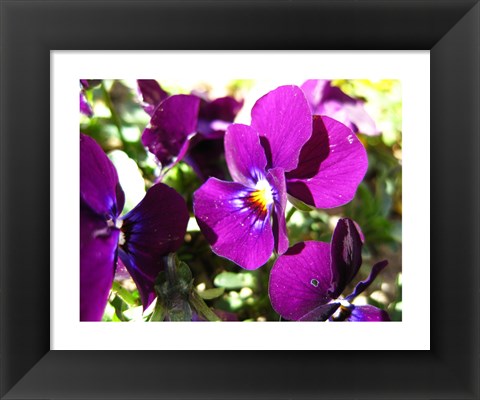 Framed Purple Pansy Print