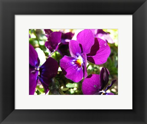 Framed Purple Pansy Print