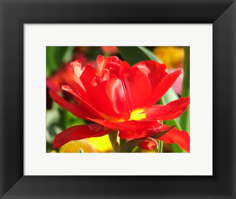 Framed Red Tulip Print