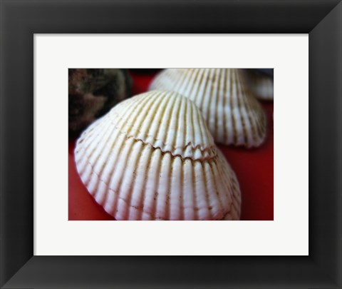 Framed Scallop Shells Print