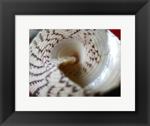 Framed Seashell Print