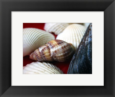 Framed Snail Shell Print