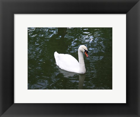 Framed Swan Print