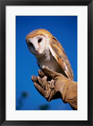 Framed Barn Owl on Hand Print