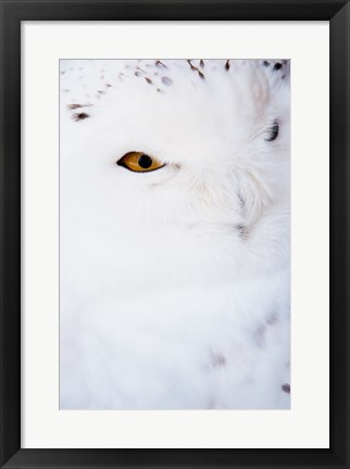 Framed Snowy Owl - white Print