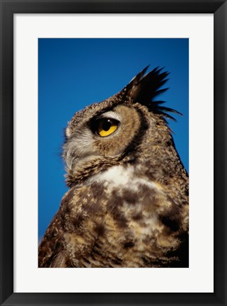 Framed Horned Owl Profile Print