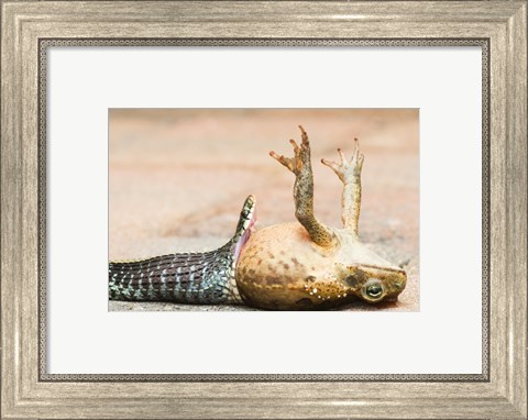 Framed Close-up of a snake eating a frog Print