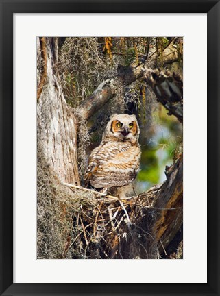 Framed Great Horned Owl in a Tree Print