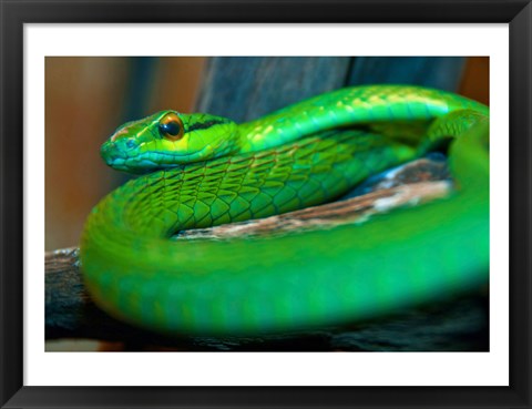 Framed Parrot snake Print