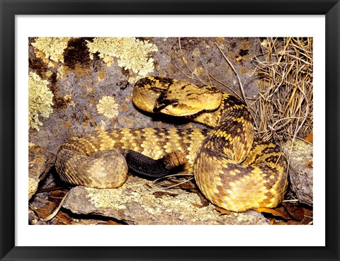 Framed Black-Tailed rattlesnake Print