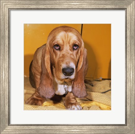 Framed Close-up of a Basset Hound Print