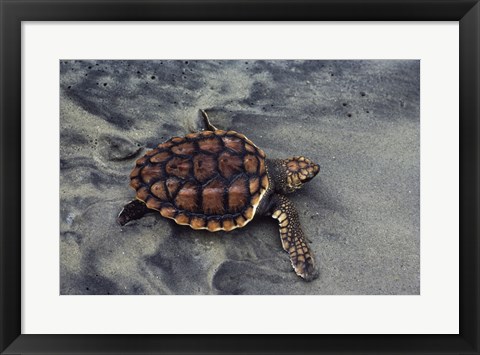 Framed Loggerhead Turtle (Yearling) Print