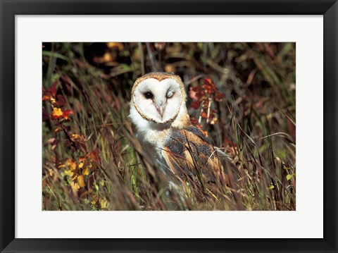 Framed Owl Print