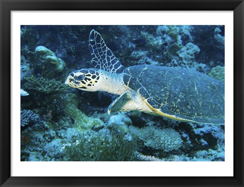 Framed Loggerhead Turtle Print