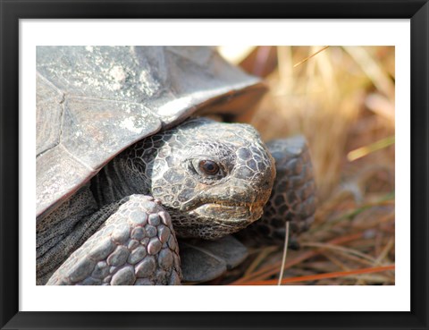 Framed Close-up of a Gopher tortoise Print