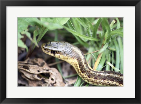 Framed Garter Snake Print