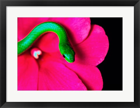 Framed Smooth Green Snake on a flower Print