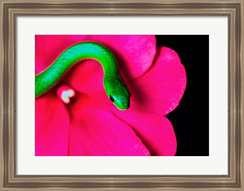 Framed Smooth Green Snake on a flower Print