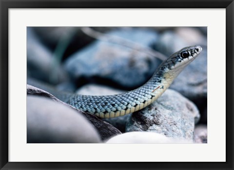 Framed Common Garter Snake Print