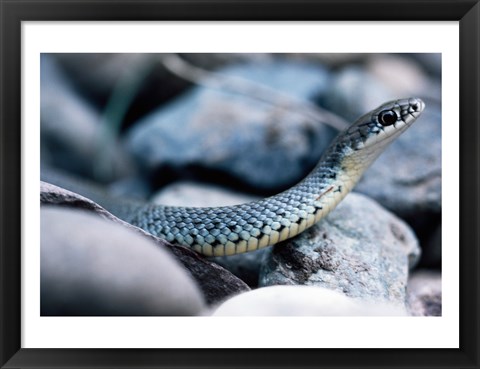 Framed Common Garter Snake Print