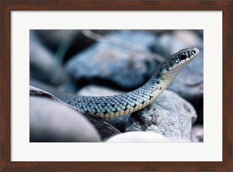 Framed Common Garter Snake Print