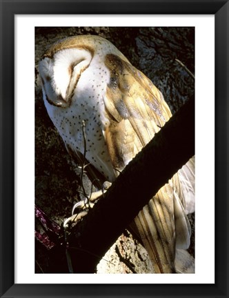 Framed Barn Owl Sleeping Print