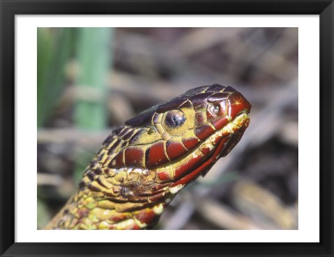 Framed Red-bellied Water Snake Print