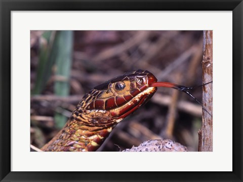 Framed Red-bellied Water Snake Print