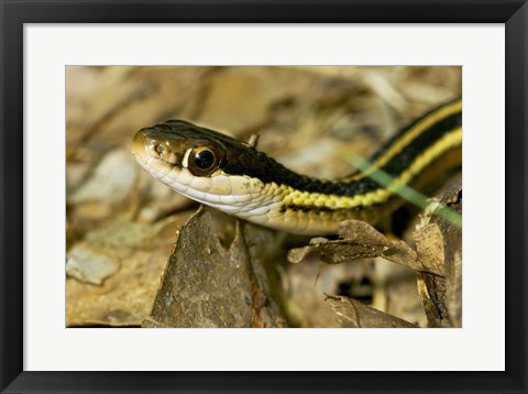 Framed Common Garter Snake Print