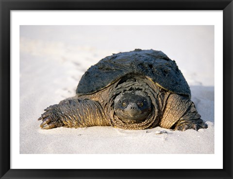 Framed Freshwater turtle on sand Print