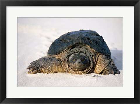 Framed Freshwater turtle on sand Print