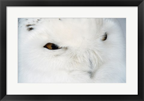 Framed Snowy Owl - eyes Print