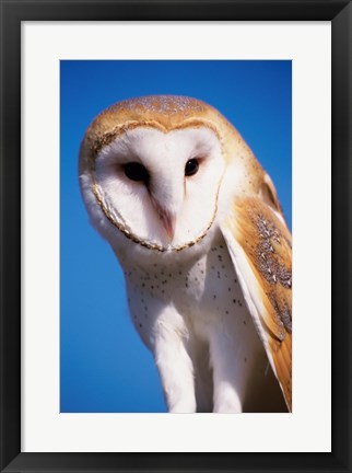 Framed Barn Owl Close Up Print