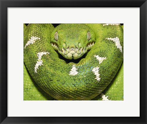 Framed Green Boa Snake Print