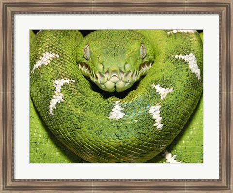 Framed Green Boa Snake Print