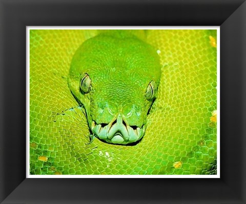 Framed Emerald Tree Boa Snake Head Print