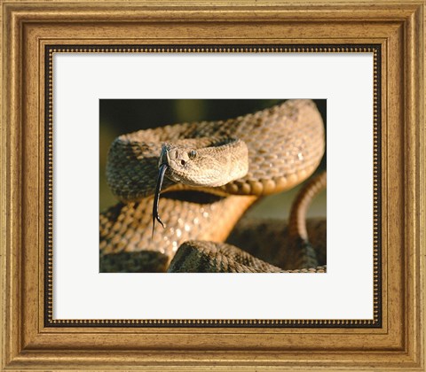 Framed Rattle Snake Print