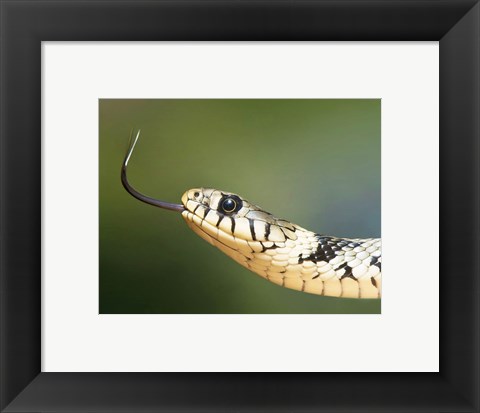 Framed European Grass Snake Closeup of Face Print