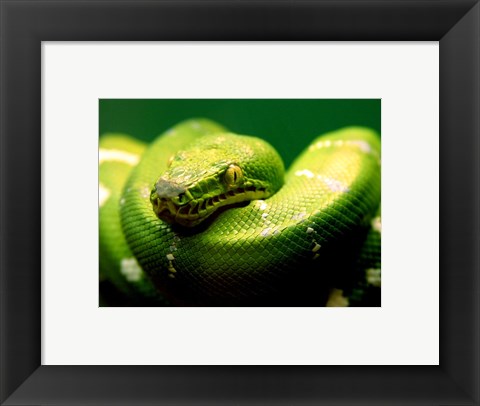 Framed Light Green Emerald Tree Boa Snake Print