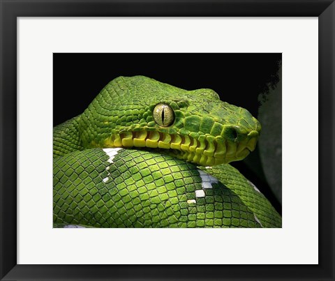 Framed Emerald Tree Boa Snake Head Print