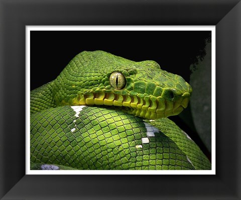 Framed Emerald Tree Boa Snake Head Print